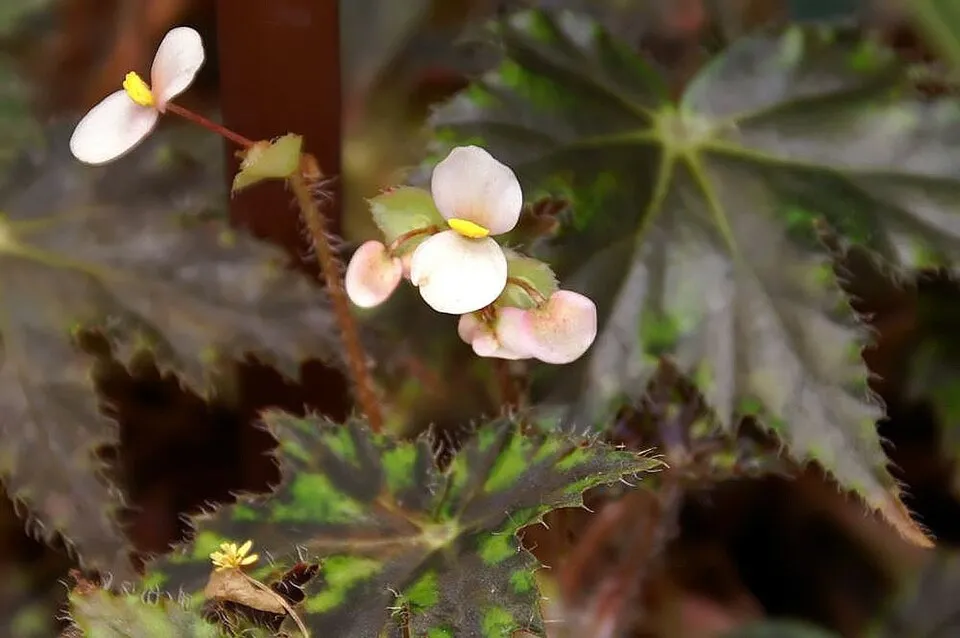 Ligetszépe / Oenothera (syn. Calylophus) serrulata