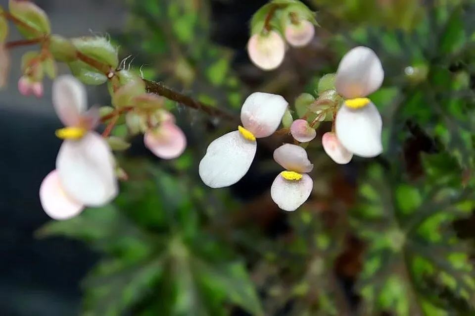 Ligetszépe / Oenothera (syn. Calylophus) serrulata