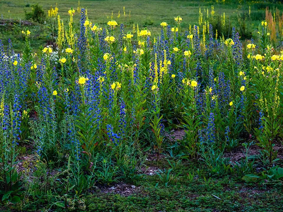 Ligetszépe / Oenothera (syn. Calylophus) serrulata
