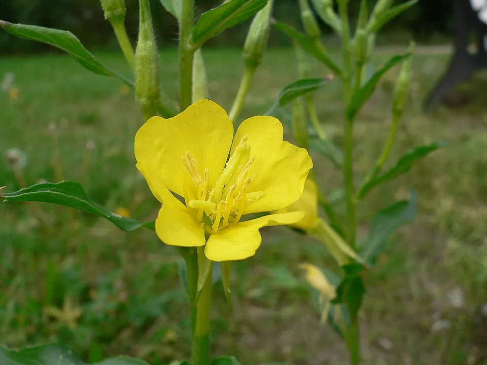 Ligetszépe / Oenothera (syn. Calylophus) serrulata