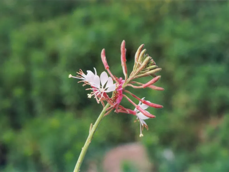 Ligetszépe / Oenothera (syn. Calylophus) serrulata