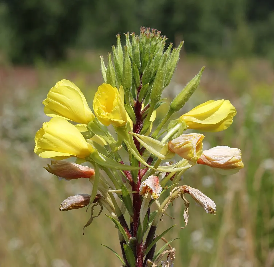 Ligetszépe / Oenothera (syn. Calylophus) serrulata