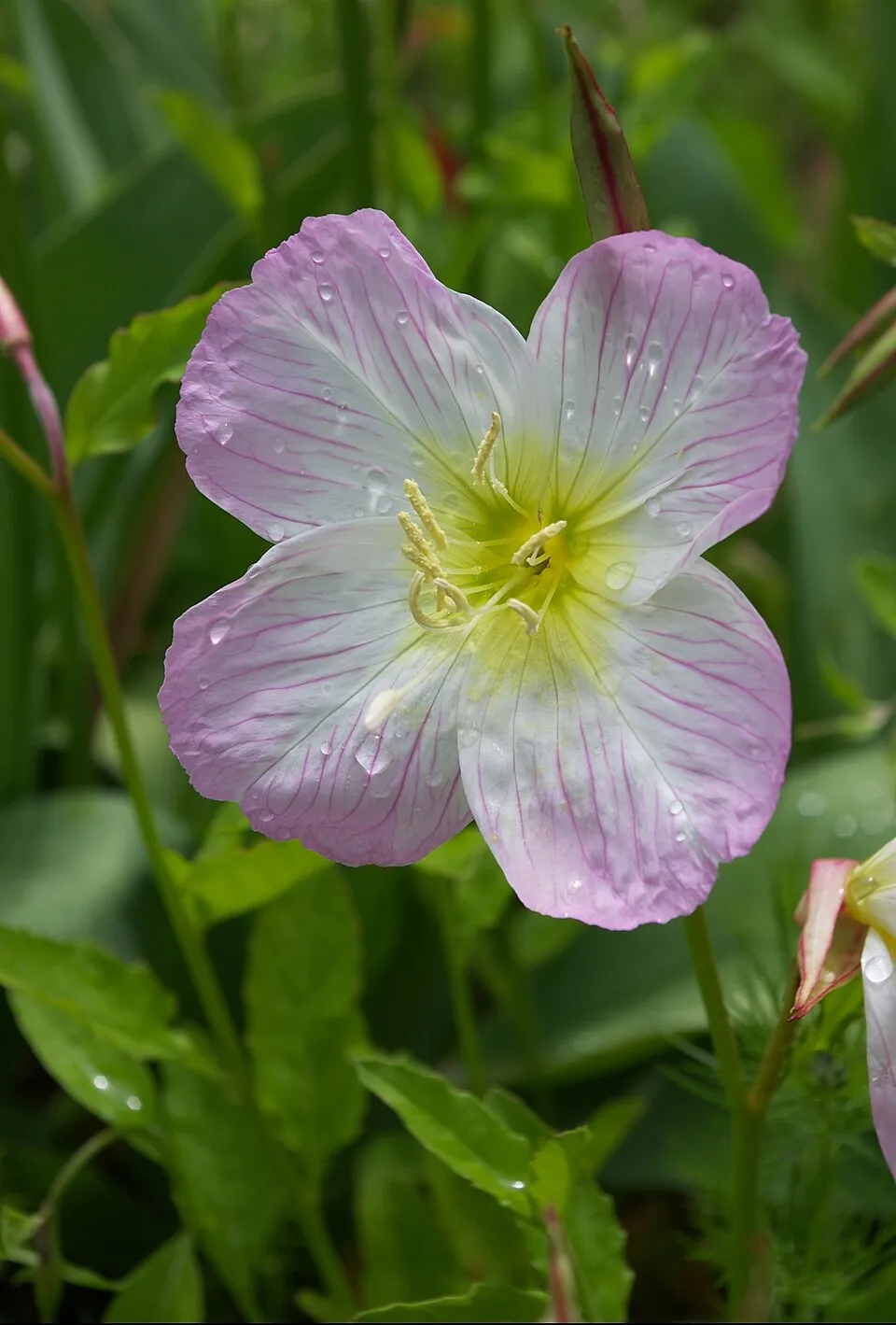 Pompás ligetszépe / Oenothera speciosa 'Siskiyou'