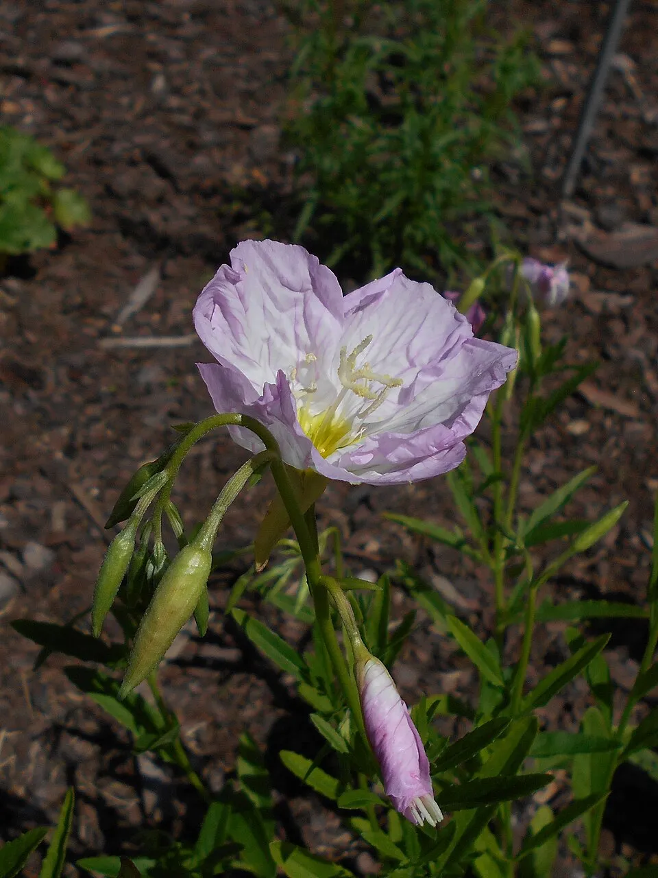 Pompás ligetszépe / Oenothera speciosa 'Siskiyou'