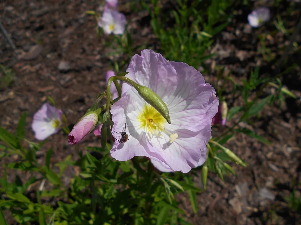 Pompás ligetszépe / Oenothera speciosa 'Siskiyou'