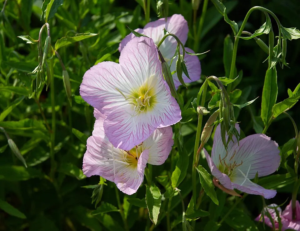 Pompás ligetszépe / Oenothera speciosa 'Siskiyou'