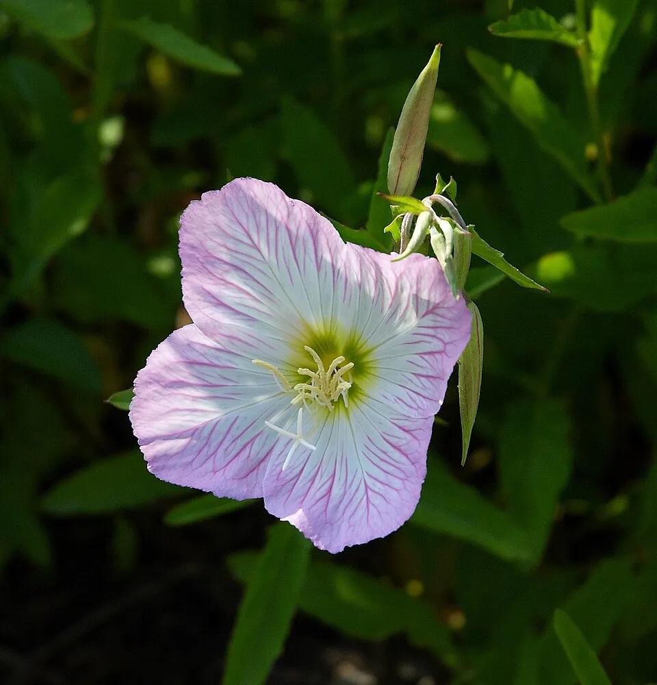 Pompás ligetszépe / Oenothera speciosa 'Siskiyou'