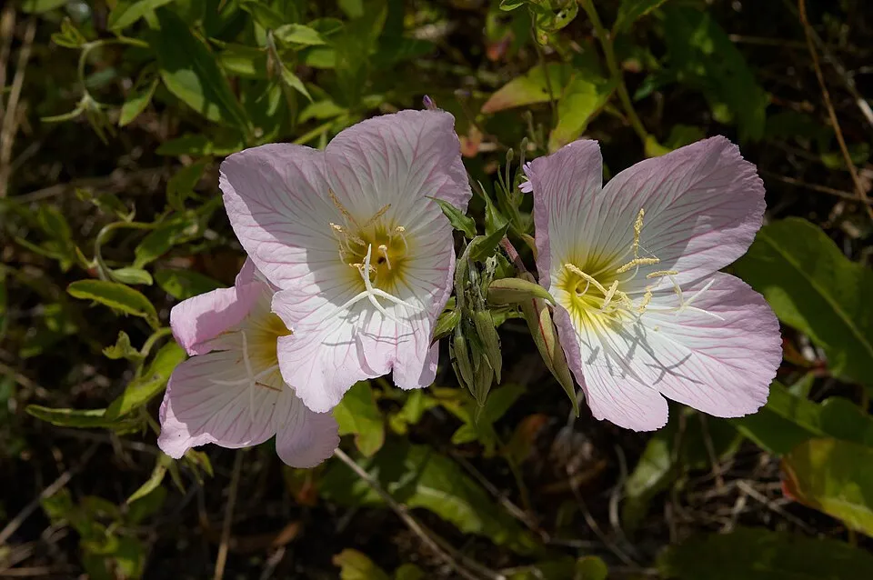 Pompás ligetszépe / Oenothera speciosa 'Siskiyou'