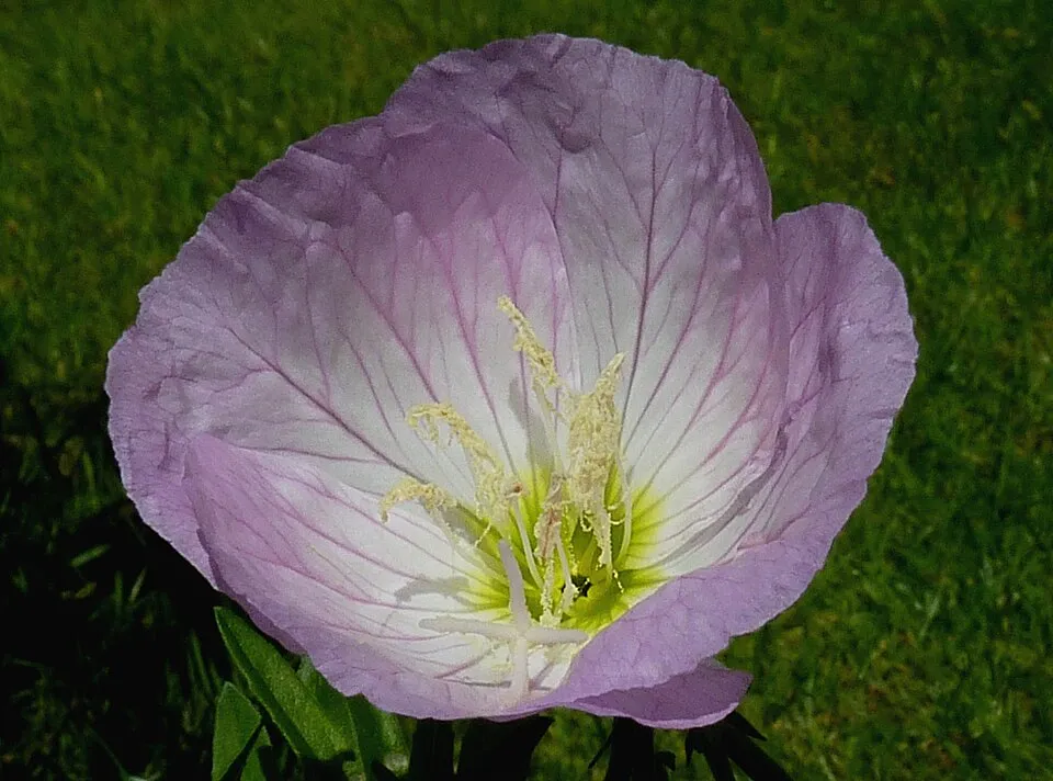 Pompás ligetszépe / Oenothera speciosa 'Siskiyou'