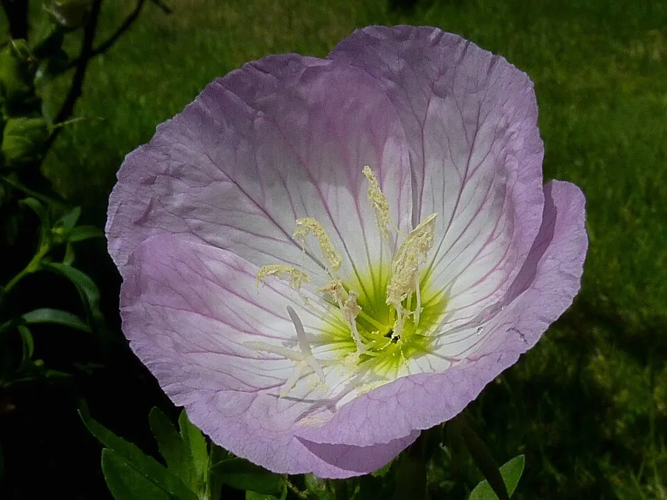 Pompás ligetszépe / Oenothera speciosa 'Siskiyou'