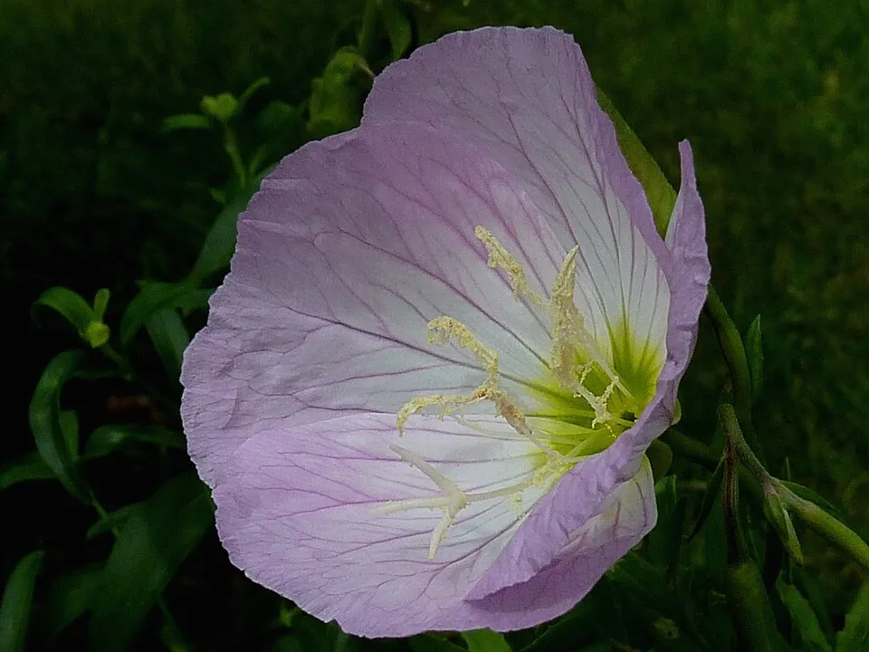 Pompás ligetszépe / Oenothera speciosa 'Siskiyou'
