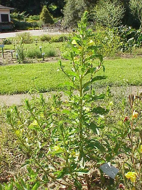 Négyszögletes ligetszépe / Oenothera tetragona