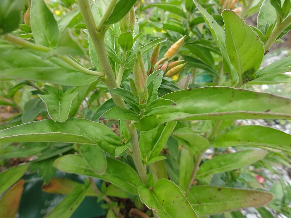 Négyszögletes ligetszépe / Oenothera tetragona