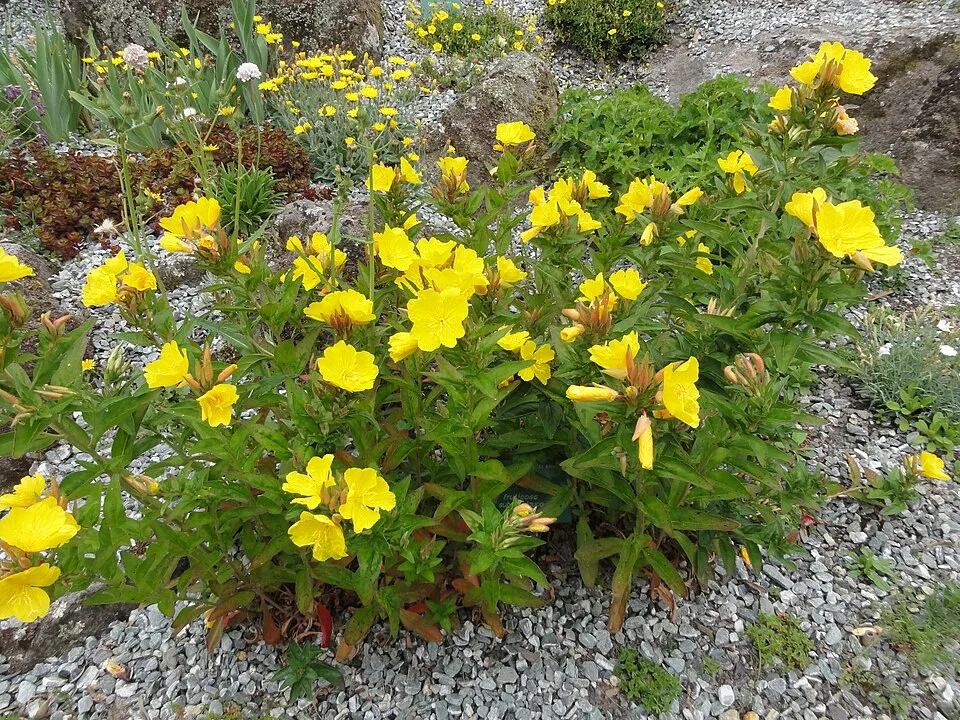 Négyszögletes ligetszépe / Oenothera tetragona