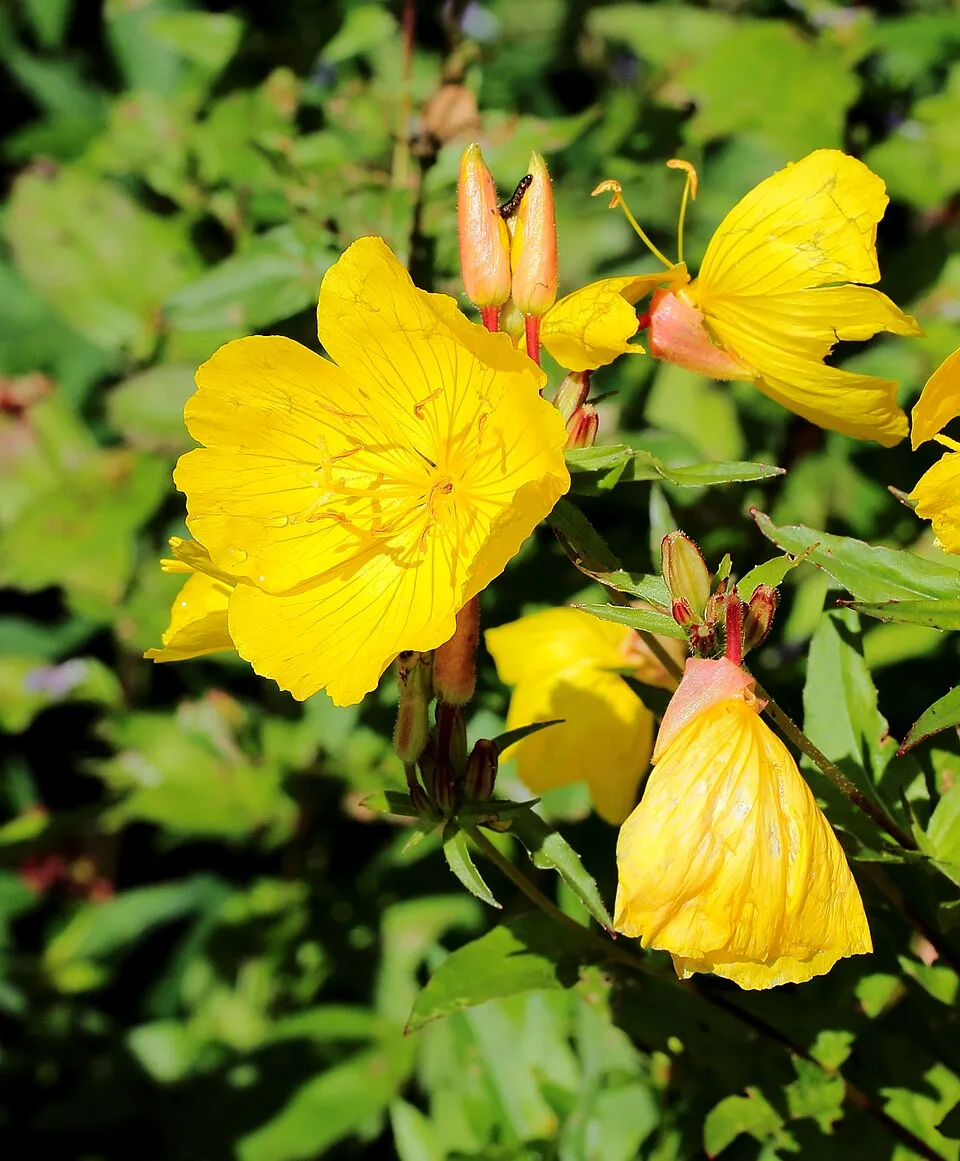 Négyszögletes ligetszépe / Oenothera tetragona