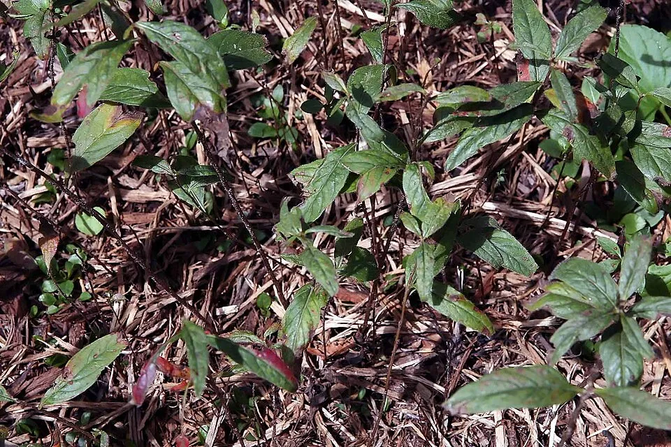 Négyszögletes ligetszépe / Oenothera tetragona