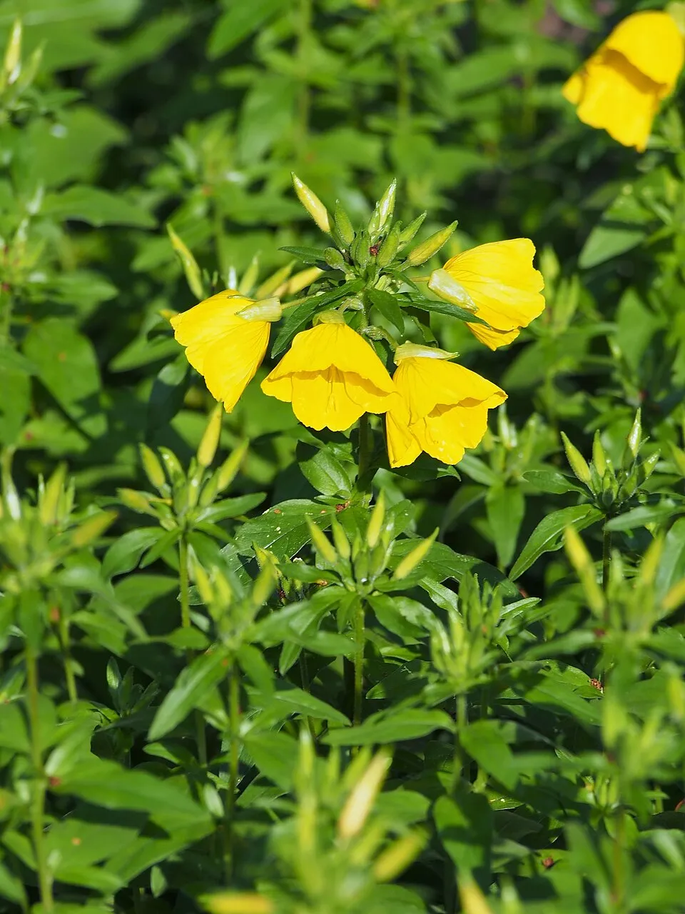 Négyszögletes ligetszépe / Oenothera tetragona 'Hohes Licht'