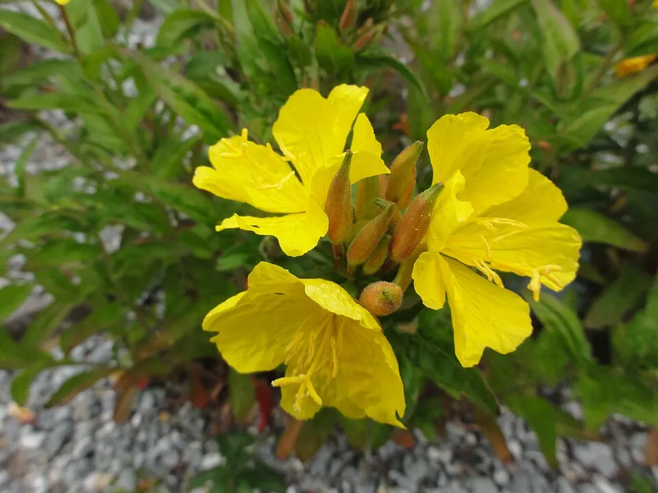 Négyszögletes ligetszépe / Oenothera tetragona 'Hohes Licht'