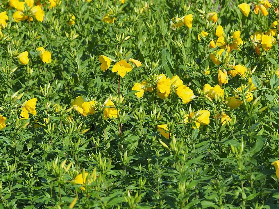 Négyszögletes ligetszépe / Oenothera tetragona 'Sonnenwende'