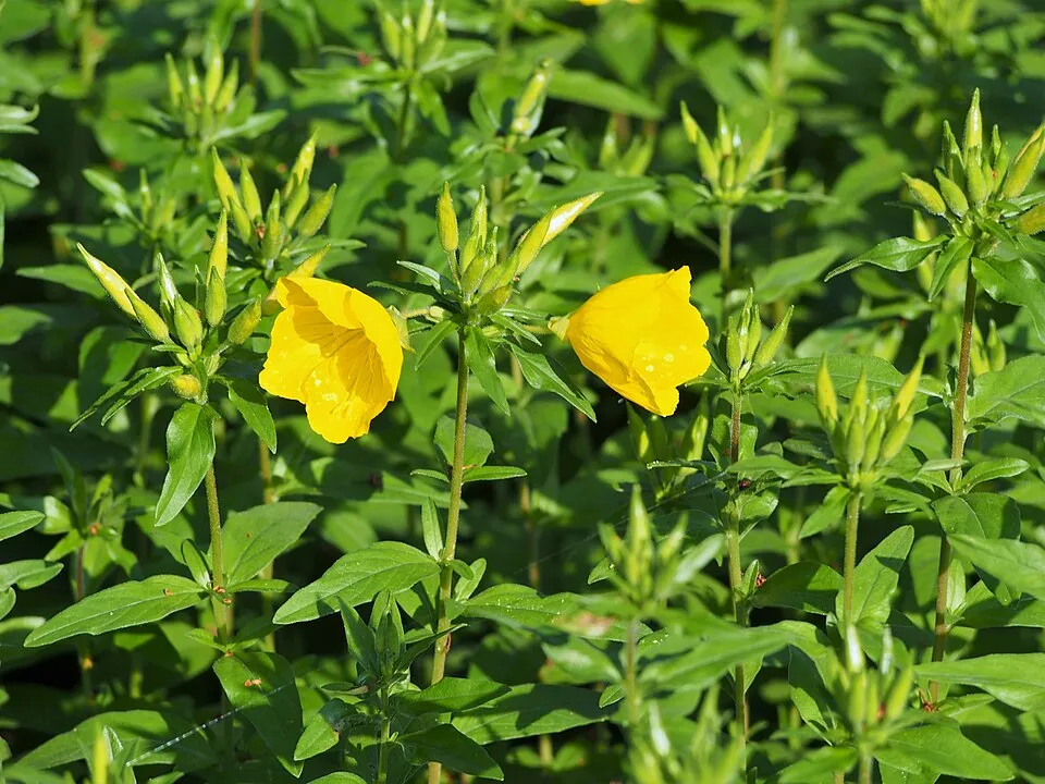Négyszögletes ligetszépe / Oenothera tetragona 'Sonnenwende'