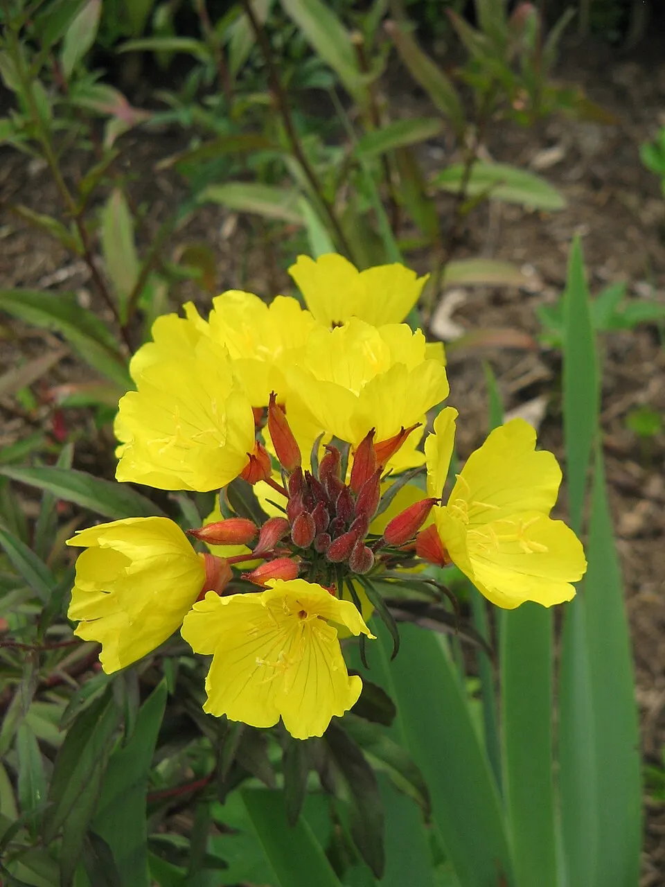 Négyszögletes ligetszépe / Oenothera tetragona 'Sonnenwende'