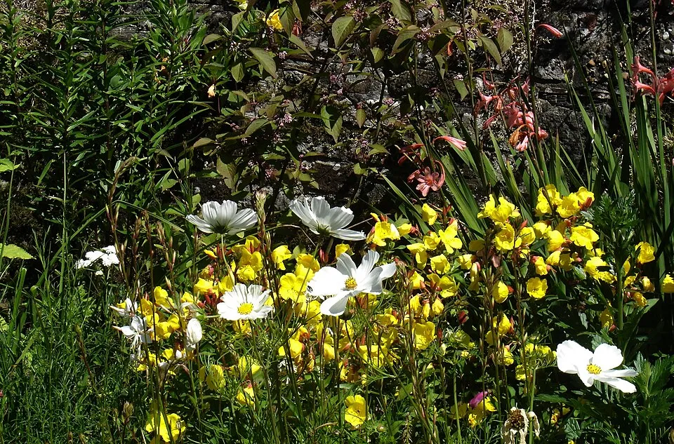 Négyszögletes ligetszépe / Oenothera tetragona 'Sonnenwende'