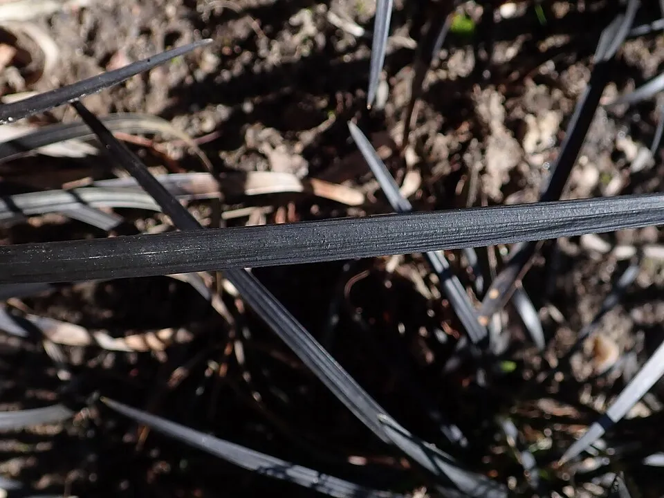 Feketelombú kígyószakáll / Ophiopogon planiscapus 'Niger'