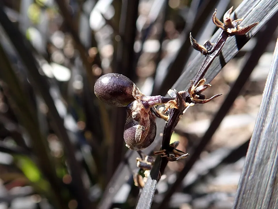Feketelombú kígyószakáll / Ophiopogon planiscapus 'Niger'