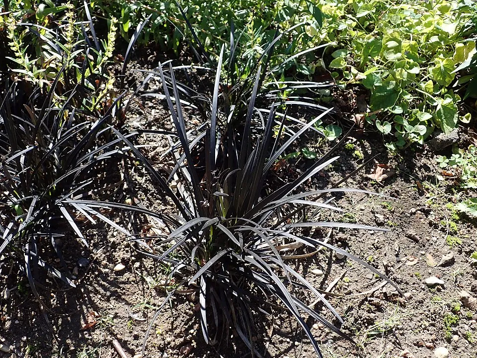 Feketelombú kígyószakáll / Ophiopogon planiscapus 'Niger'