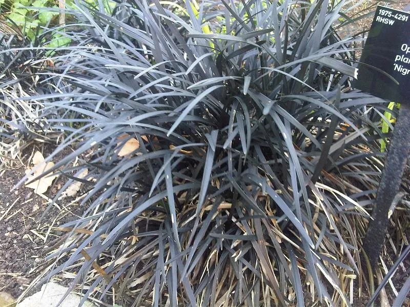 Feketelombú kígyószakáll / Ophiopogon planiscapus 'Niger'