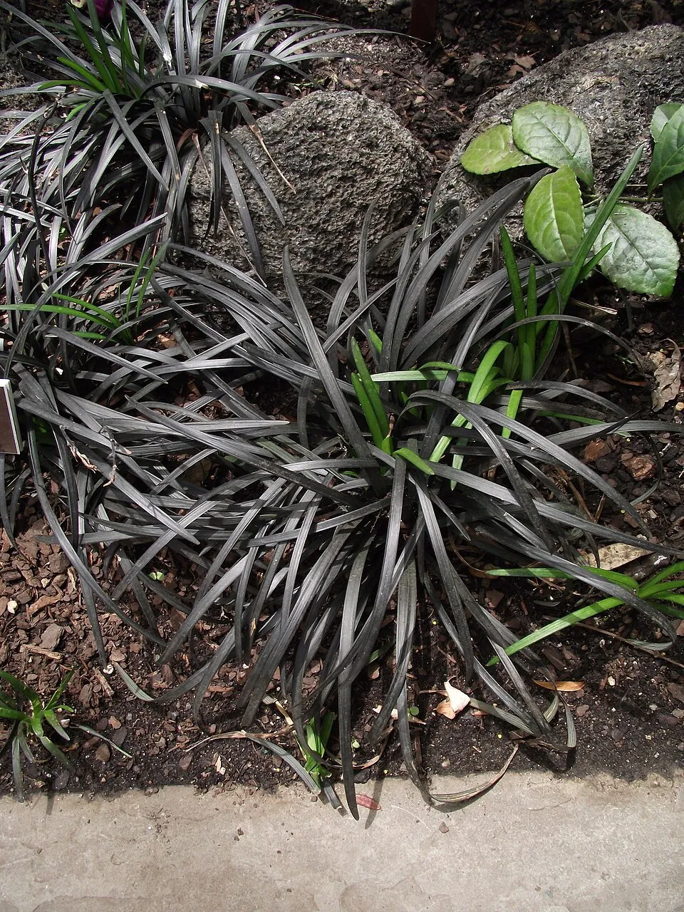 Feketelombú kígyószakáll / Ophiopogon planiscapus 'Niger'