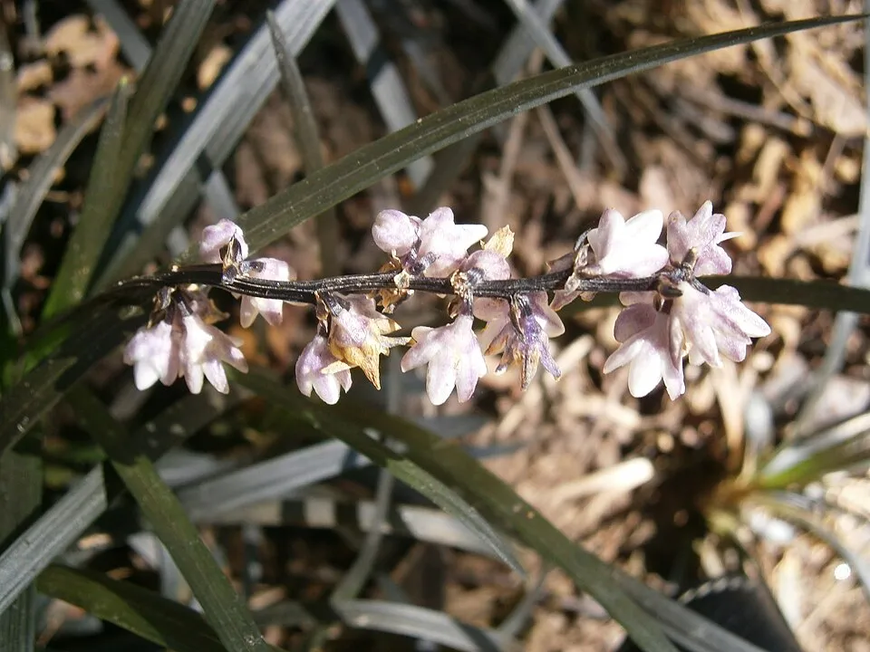 Feketelombú kígyószakáll / Ophiopogon planiscapus 'Niger'