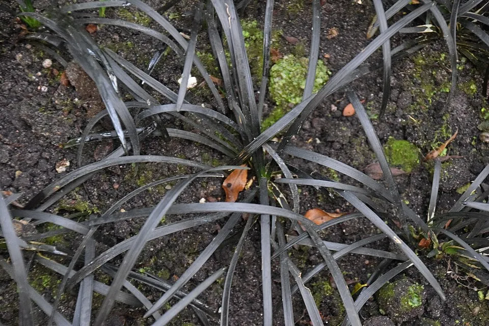 Feketelombú kígyószakáll / Ophiopogon planiscapus 'Niger'