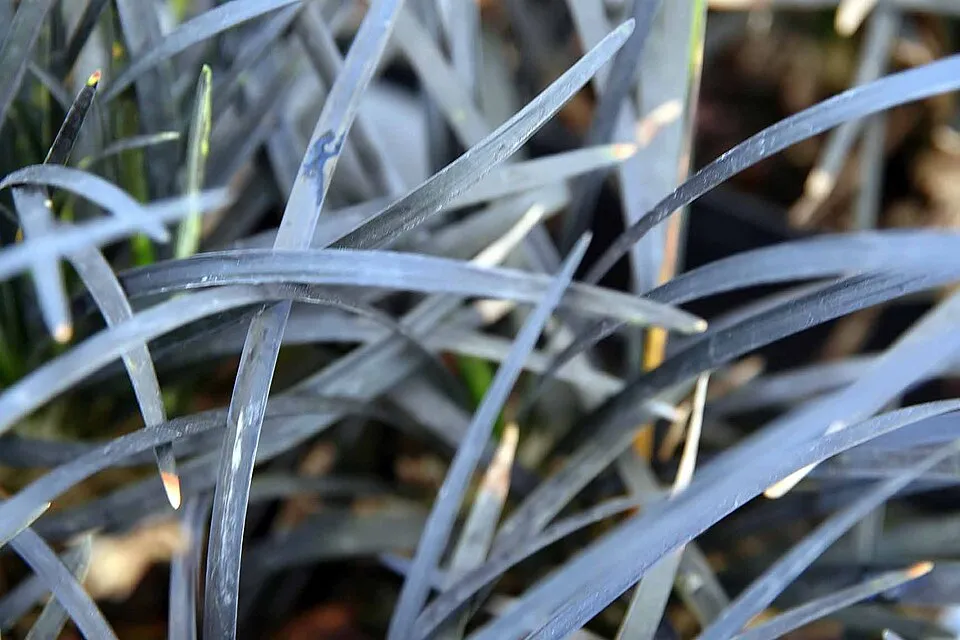 Feketelombú kígyószakáll / Ophiopogon planiscapus 'Niger'