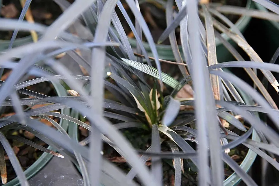 Feketelombú kígyószakáll / Ophiopogon planiscapus 'Niger'