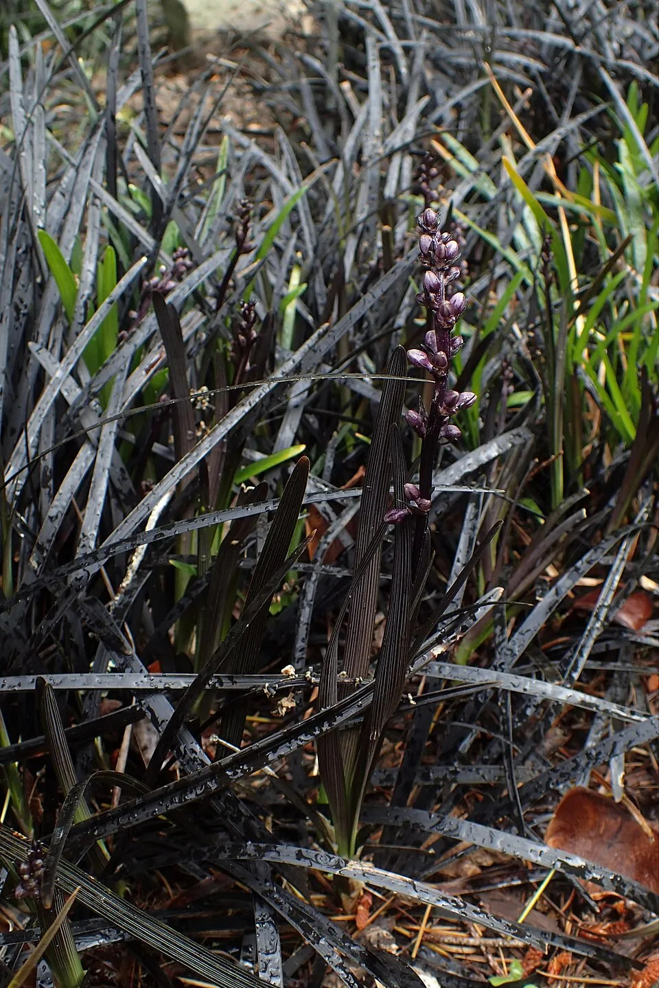 Feketelombú kígyószakáll / Ophiopogon planiscapus 'Niger'