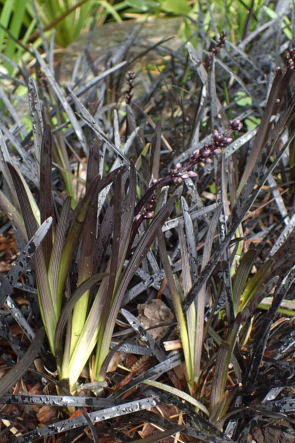 Feketelombú kígyószakáll / Ophiopogon planiscapus 'Niger'