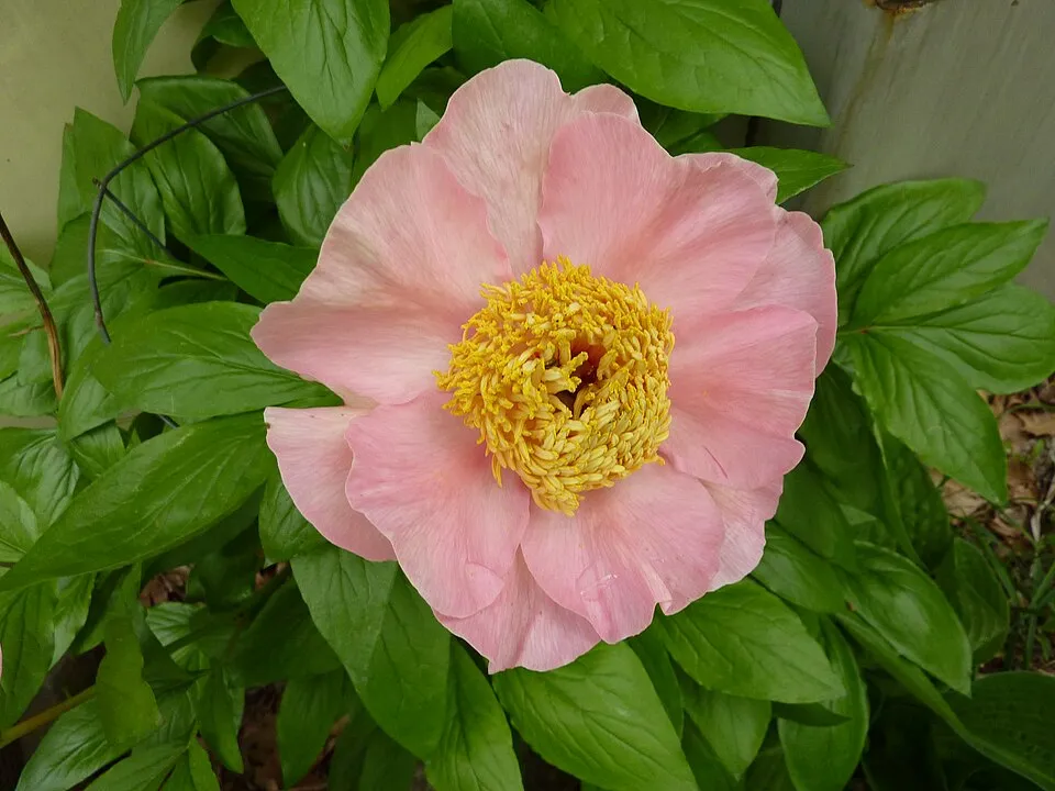 Bazsarózsa / Paeonia × hybrida 'Many Happy Returns'