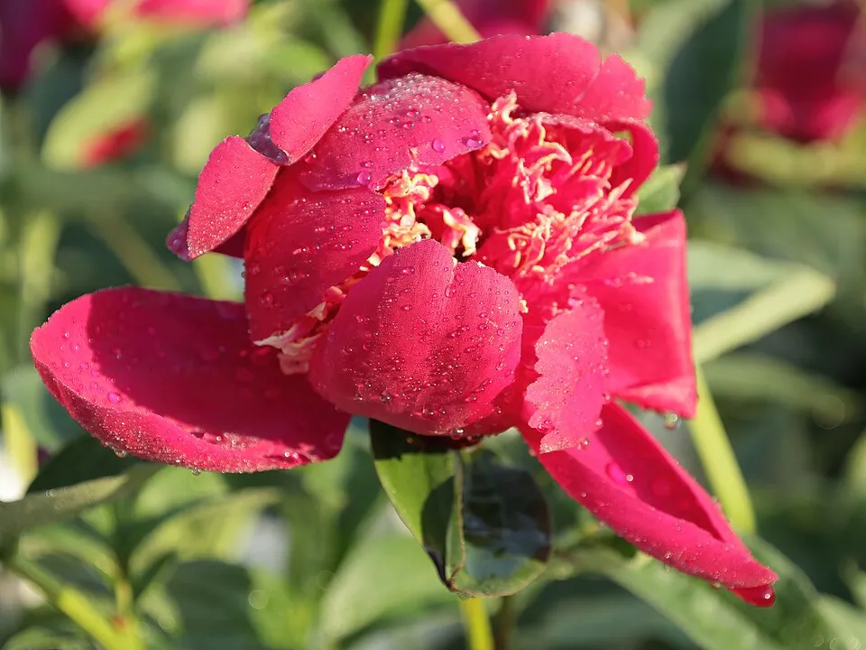 Bazsarózsa / Paeonia × hybrida 'Many Happy Returns'