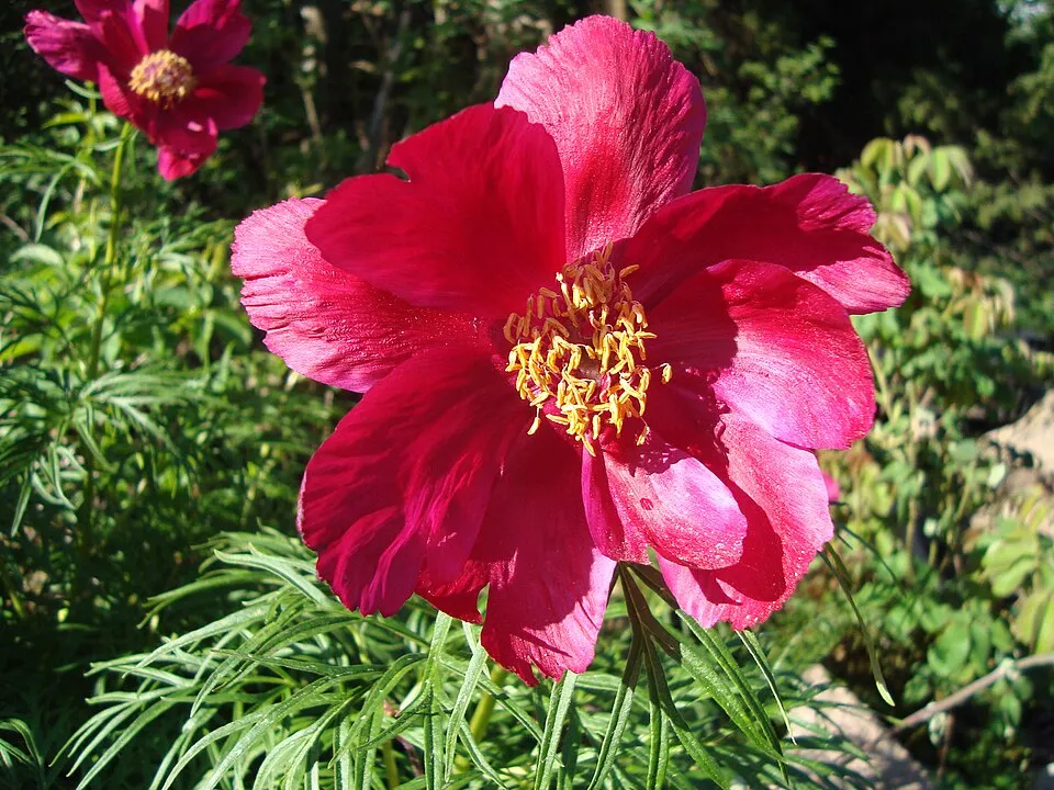 Bazsarózsa / Paeonia × hybrida (Itoh-csoport) 'Bartzella'