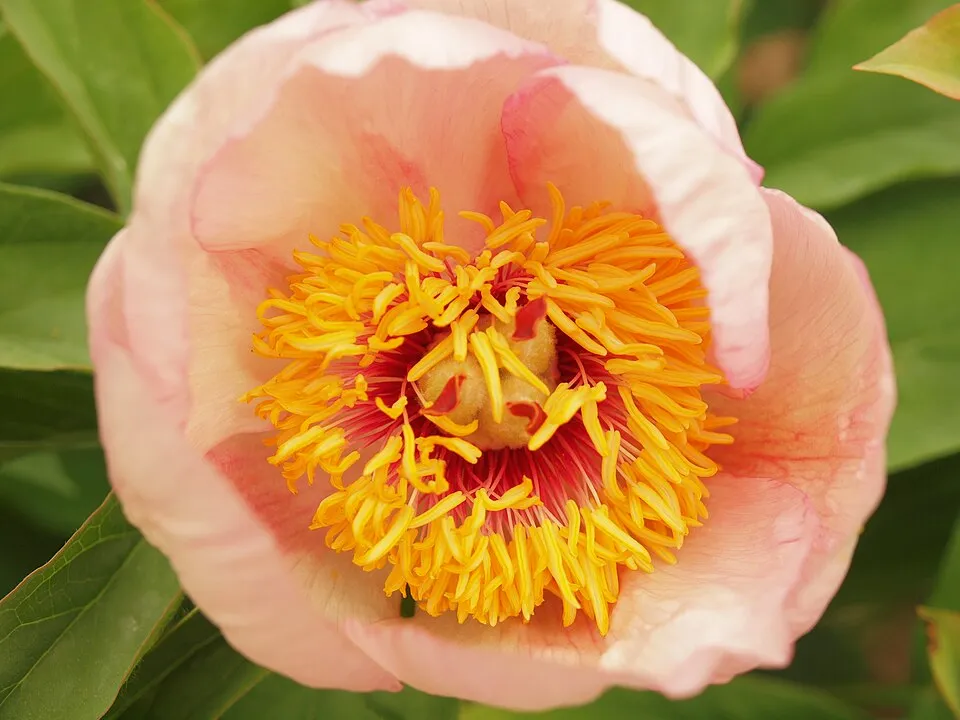 Bazsarózsa / Paeonia × hybrida (Itoh-csoport) 'Bartzella'