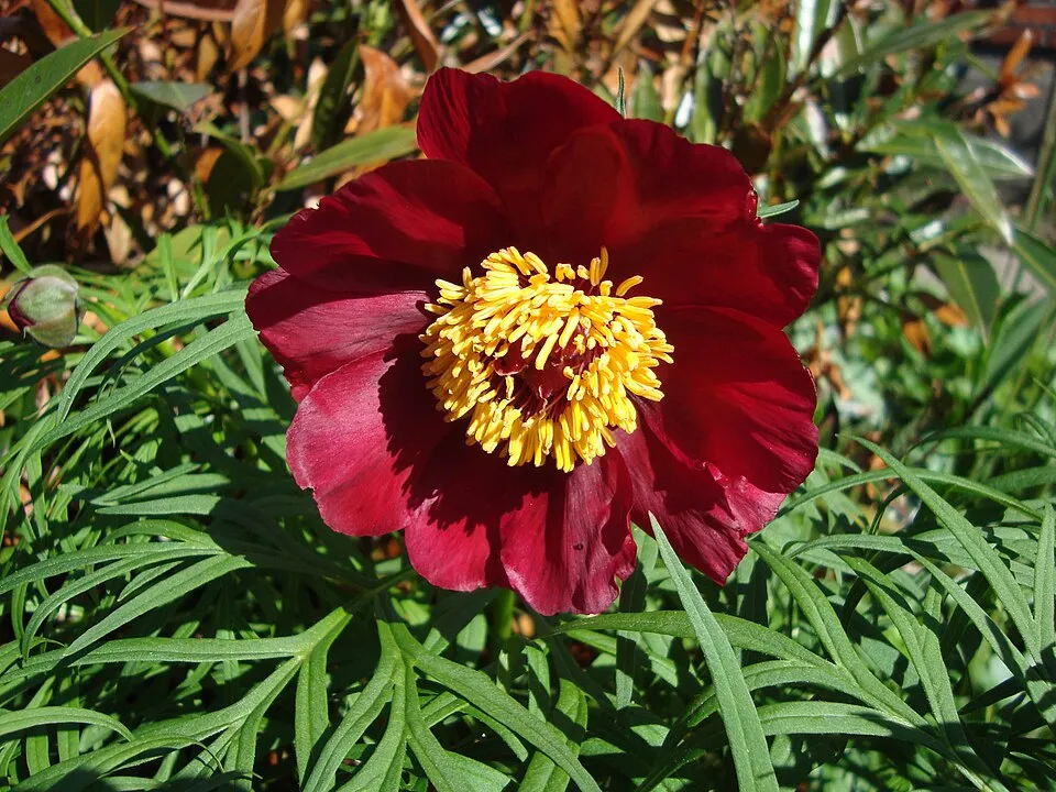 Bazsarózsa / Paeonia × hybrida (Itoh-csoport) 'Hillary'