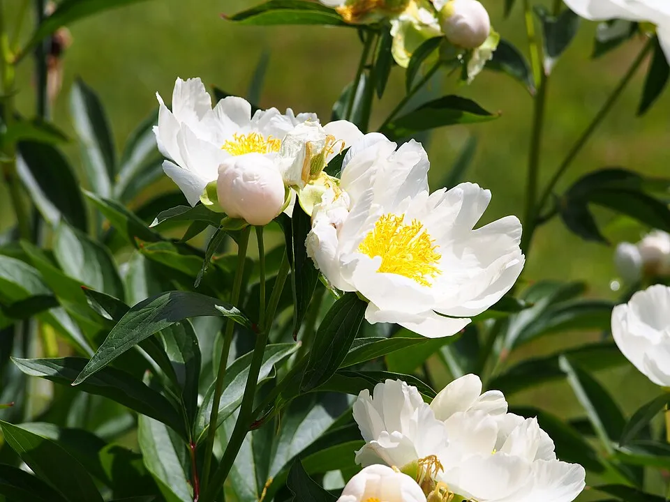 Illatos bazsarózsa / Paeonia lactiflora 'Charles Burgess'