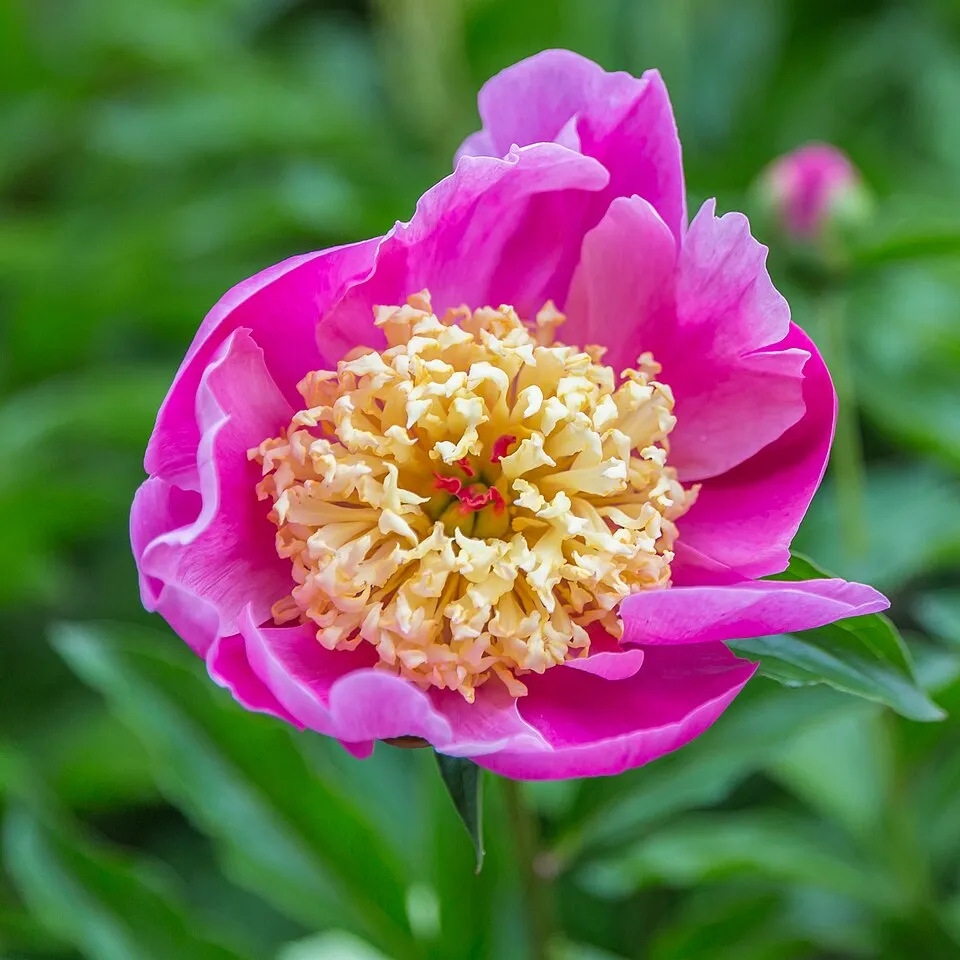 Illatos bazsarózsa / Paeonia lactiflora 'Helen Hayes'