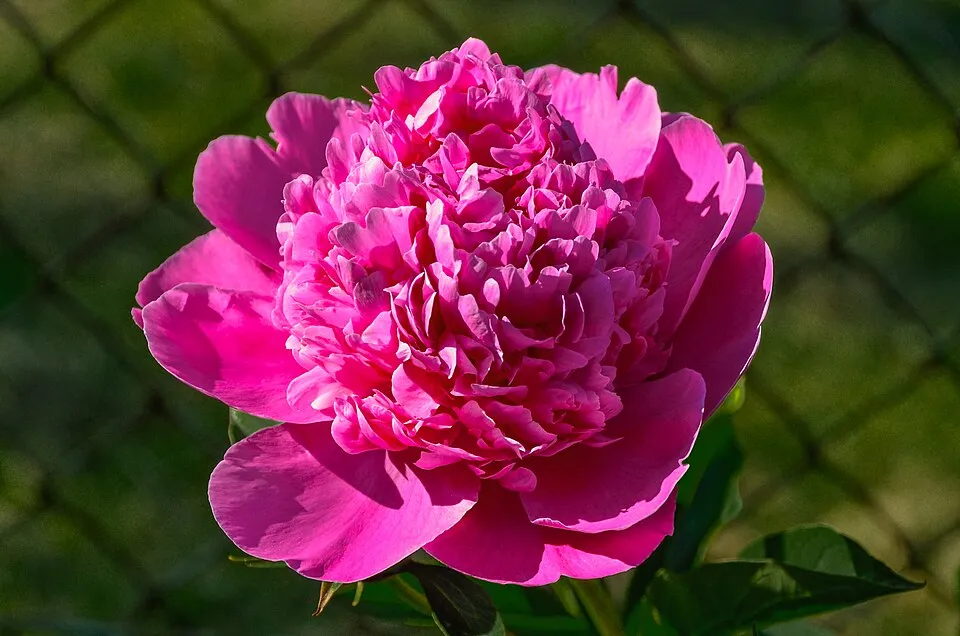 Illatos bazsarózsa / Paeonia lactiflora 'Helen Hayes'