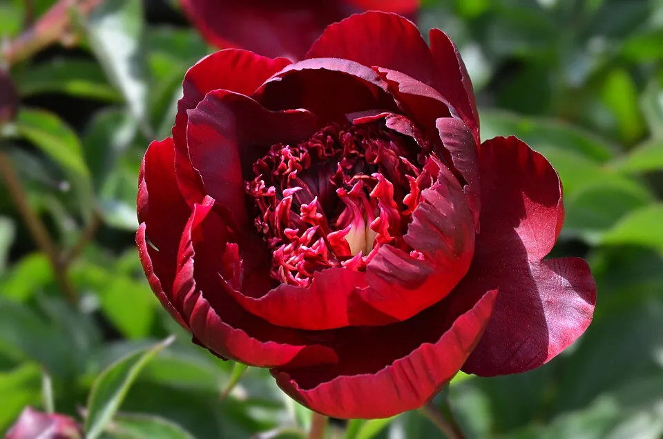 Illatos bazsarózsa / Paeonia lactiflora 'Helen Hayes'