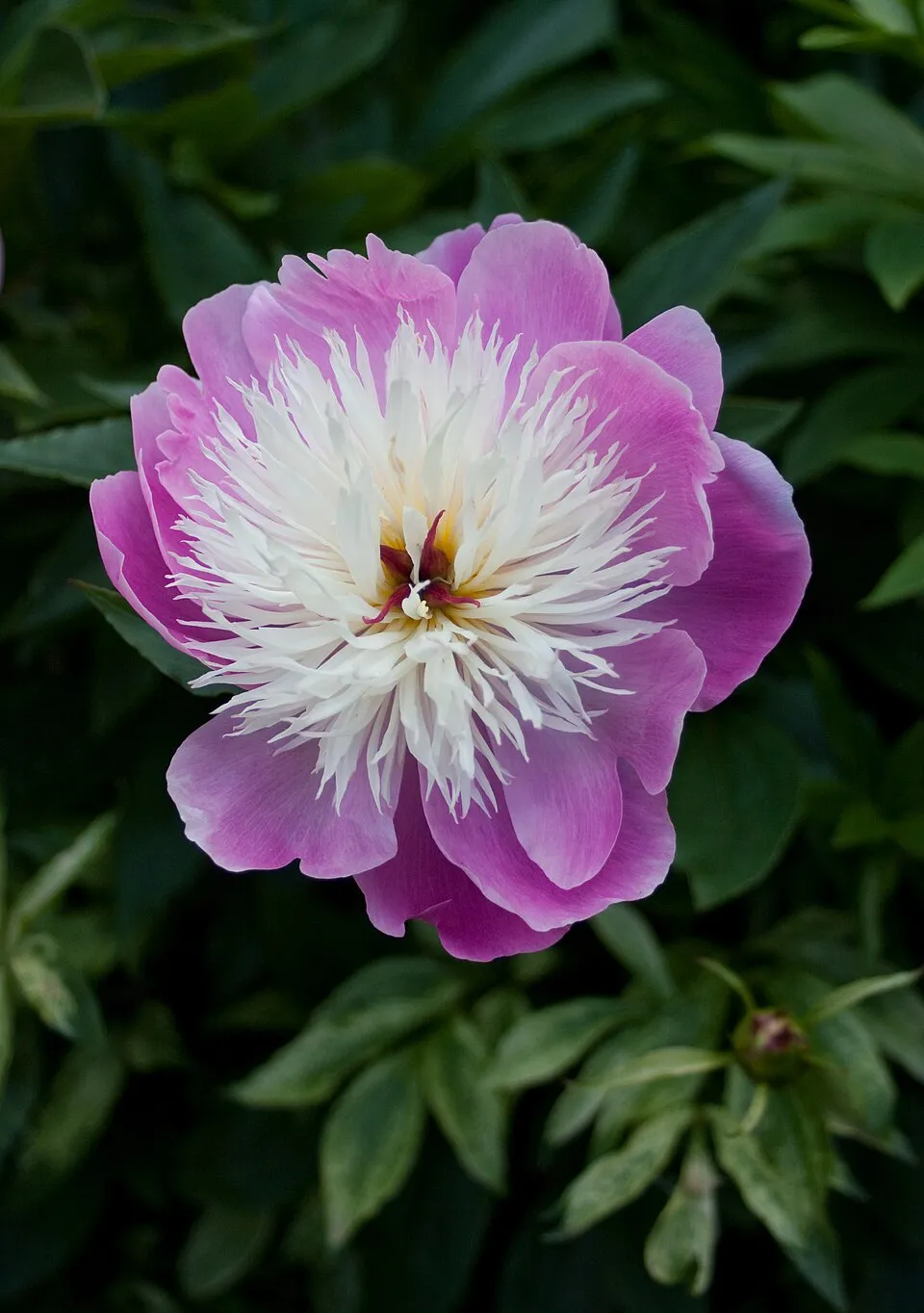 Illatos bazsarózsa / Paeonia lactiflora 'La Seedling'