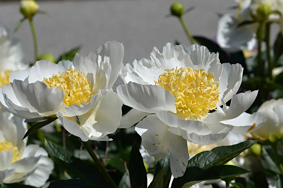 Illatos bazsarózsa / Paeonia lactiflora 'La Seedling'