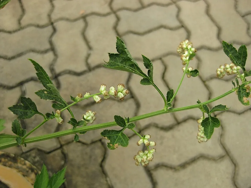 Virágos üröm / Artemisia lactiflora 'Elfenbein'