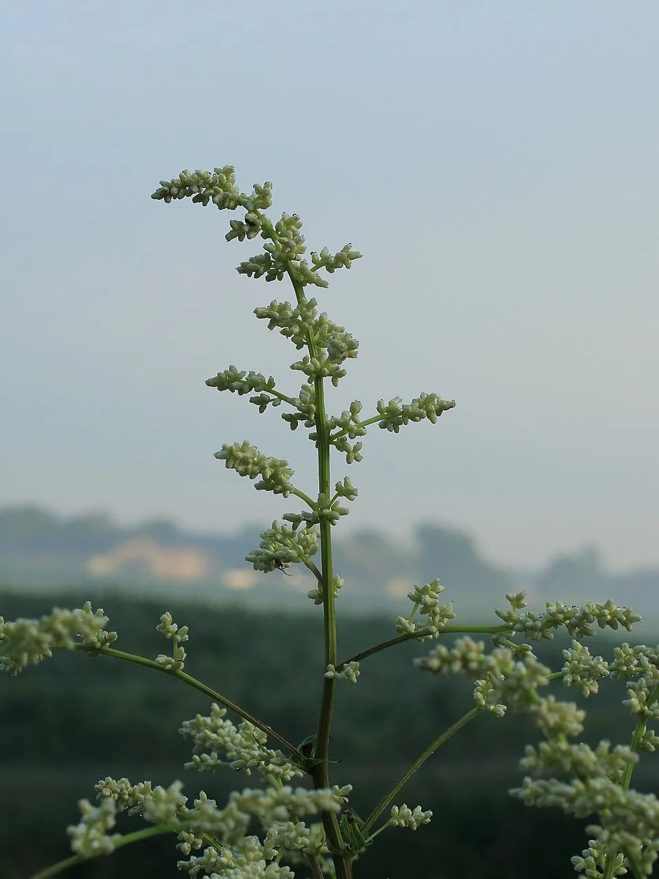 Virágos üröm / Artemisia lactiflora 'Elfenbein'